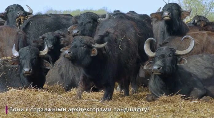 На півдні Одещини мешкає стадо велетенських буйволів